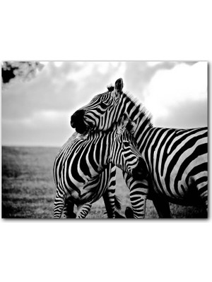 Cakatablo Anne Zebra ve Yavrusu Siyah Beyaz