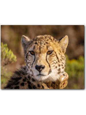 Cakatablo Çita Yakın Çekim Flu Savana Arkaplan