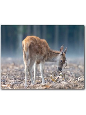 Cakatablo Yavru Geyik ve Yerde Kuru Yapraklar