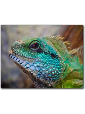 Cakatablo Yeşil Mavi Renkleriyle Kertenkele Yakın Çekim