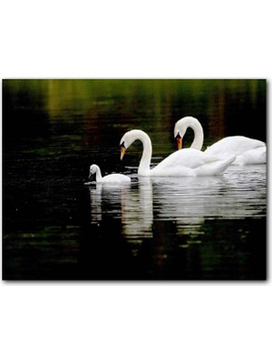 Cakatablo Gölde Yüzen Bir Çift Kuğu ve Yavruları