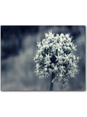 Cakatablo Dal ve Tomurcuk Şeklinde Çiçek Siyah Beyaz