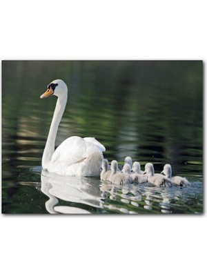 Cakatablo Gölde Yüzen Beyaz Kuğu ve Arkasında Yavruları