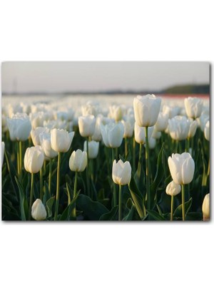 Cakatablo Gündoğumunda Beyaz Laleler