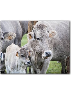 Cakatablo Çayırda Gri Inekler ve Sevimli Buzağı