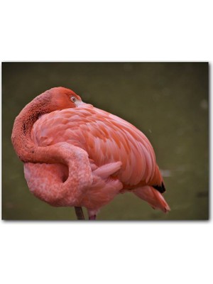 Cakatablo Kendine Sarınarak Dinlenen Flamingo