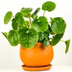 Fidan Burada Pilea Peperomioides Terra Cotta Curvy Saksılı - Çin Para Bitkisi