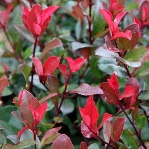Fidan Burada BODUR ALEV ÇALISI 30-40 Cm (Photinia Red Robin Nana)