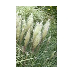 Fidan Burada SAZ PÜSKÜLÜ-PAMPAS OTU (Cortaderia Selloana Pumila)