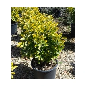 Fidan Burada ALTUNİ TAFLAN (Euonymus Japonica Aurea)