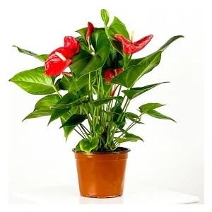 Fidan Burada Antoryum Çiçeği-Flamingo Çiçeği-Anthurium-İthal