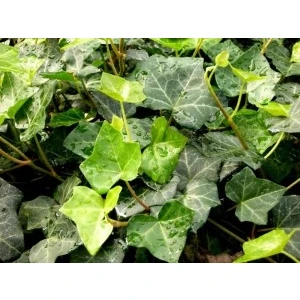 Fidan Burada DUVAR SARMAŞIĞI PAKETİ (Hedera Helix) 6 Adet 50-70cm