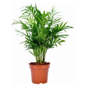 Fidan Burada Dağ Palmiyesi - Chamaedorea Elegans İthal-30-40 cm