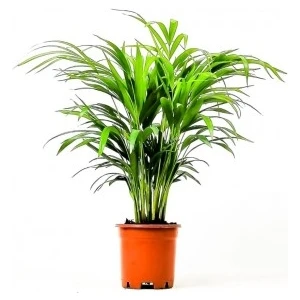 Fidan Burada Areka Palmiyesi-Areca Dypsis Lutescens 60-80 Cm