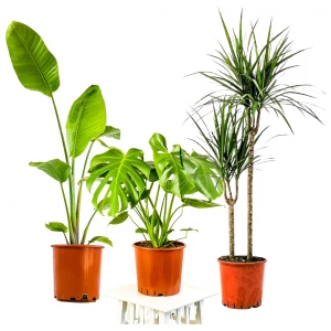 Fidan Burada Salon Bitkisi Seti Starliçe - Monstera - Marginata
