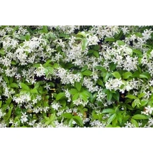 Fidan Burada ARAP YASEMİNİ (Jasminum Sambac)