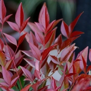 Fidan Burada CENNET BAMBUSU (Nandina Domestica) 40-60 Cm