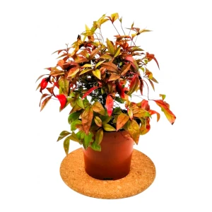 Fidan Burada BODUR CENNET BAMBUSU (Nandina Domestica Fire Power)