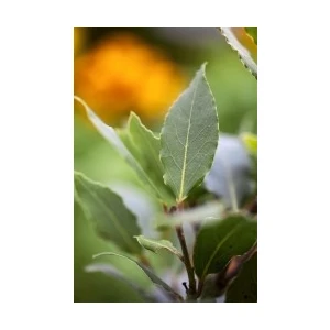 Fidan Burada DEFNE (Laurus Nobilis)