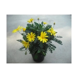 Fidan Burada SARI PAPATYA - SARI ÇALI PAPATYASI (Euryops Pectinatus)