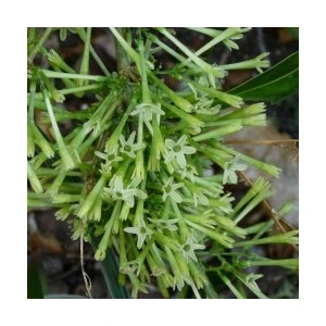 Fidan Burada MELİSA - PARFÜM ÇİÇEĞİ (Cestrum Nocturnum)