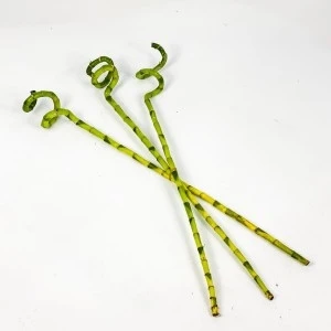 Fidan Burada Şans Bambusu 60cm 3'lü Set Lucky Bamboo