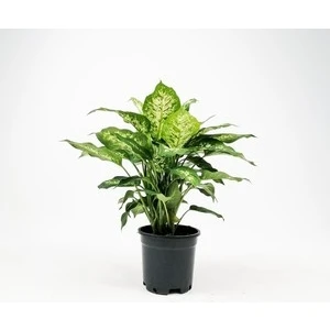 Fidan Burada DİFENBAHYA BİTKİSİ (Dieffenbachia Compacta) 30-40 Cm