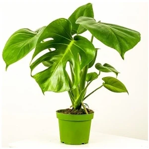Fidan Burada Deve Tabanı Bitkisi- Monstera Deliciosa