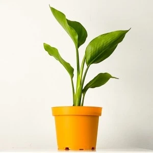 Fidan Burada Starliçe - Beyaz Cennet Kuşu 30-40 Cm (Strelitzia Nicolai)