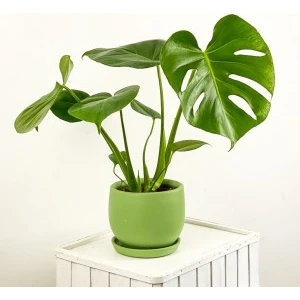 Fidan Burada Deve Tabanı Mint Yeşili Curvy Saksılı 30-40cm - Monstera Deliciosa