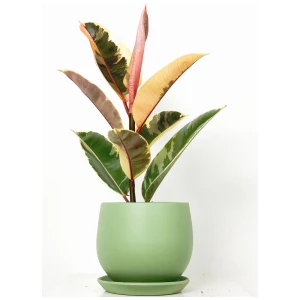 Fidan Burada Alacalı Kauçuk Bitkisi-Curvy Mint Yeşili Saksılı- 30-40 cm-Ficus Elastica Tineke