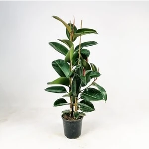 Fidan Burada KAUÇUK BİTKİSİ (Ficus Elastica) 80-100 Cm