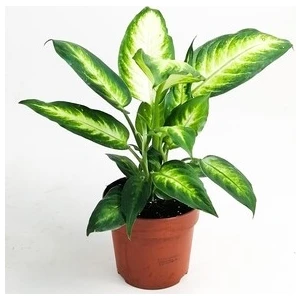 Fidan Burada Difenbahya Bitkisi (Dieffenbachia Camilla) 30-40 Cm