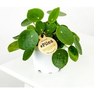 Fidan Burada Baby Pilea Peperomioides - Mini Çin Para Bitkisi-İthal