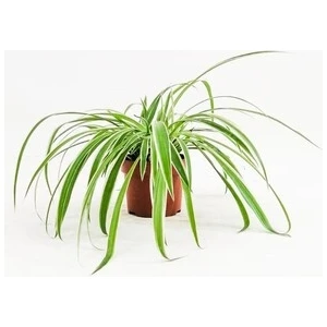 Fidan Burada Kurdele Çiçeği - Chlorophytum Comosum