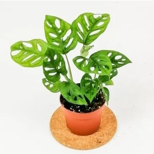 Fidan Burada Monstera Adansonii-Monkey Mask-İthal