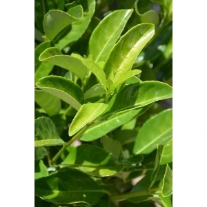 Fidan Burada PARLAK YAPRAKLI KARTOPU 6'lı Set (Viburnum Lucidum)