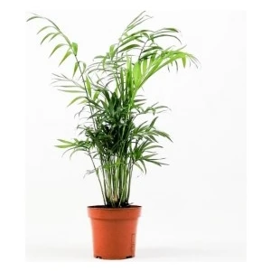 Fidan Burada Dağ Palmiyesi - Chamaedorea Elegans 40-50cm