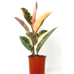 Fidan Burada Alacalı Kauçuk Bitkisi-Ficus Elastica Tineke-30-40 cm