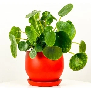 Fidan Burada Pilea Peperomioides Kırmızı Curvy Saksılı - Çin Para Bitkisi