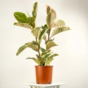 Fidan Burada Alacalı Kauçuk Bitkisi-Ficus Elastica Tineke- 2 Gövdeli 120-140cm