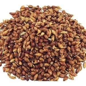 Süpürge Otu Tohumu 100GR