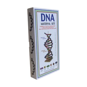 Dna Modeli Yapalım Deney Seti
