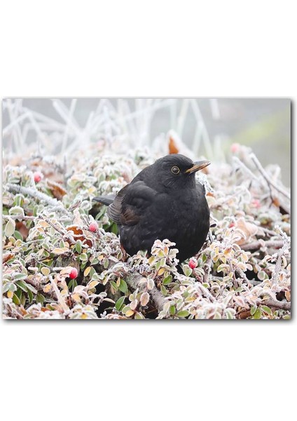 Cakatablo Donmuş Çalıların Arasındaki Karatavuk