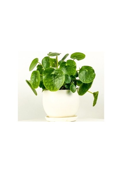 Pilea Peperomioides Beyaz Curvy Saksılı - Çin Para Bitkisi