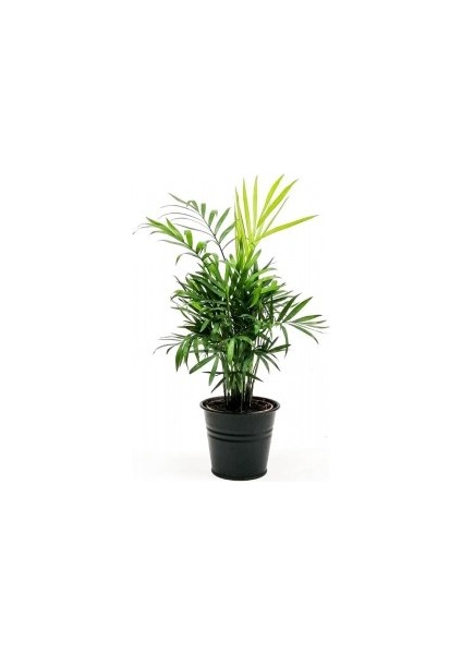 Dağ Palmiyesi - Chamaedorea Elegans Siyah Dekoratif Saksılı 40-50cm