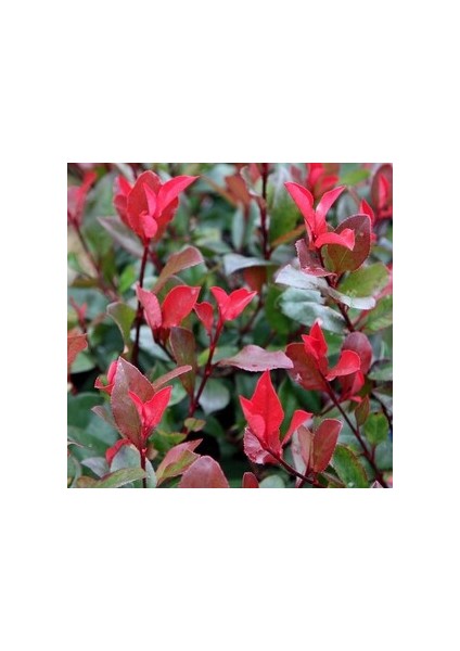 BODUR ALEV ÇALISI 30-40 Cm (Photinia Red Robin Nana)