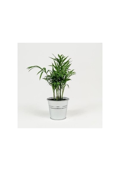 Dağ Palmiyesi-Chamaedorea Elegans-Metal Saksılı - Mini Boy
