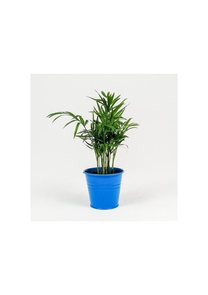 Dağ Palmiyesi-Chamaedorea Elegans-Mavi Saksılı - Mini Boy