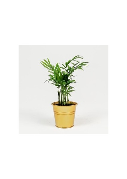 Dağ Palmiyesi-Chamaedorea Elegans-Gold Saksılı - Mini Boy